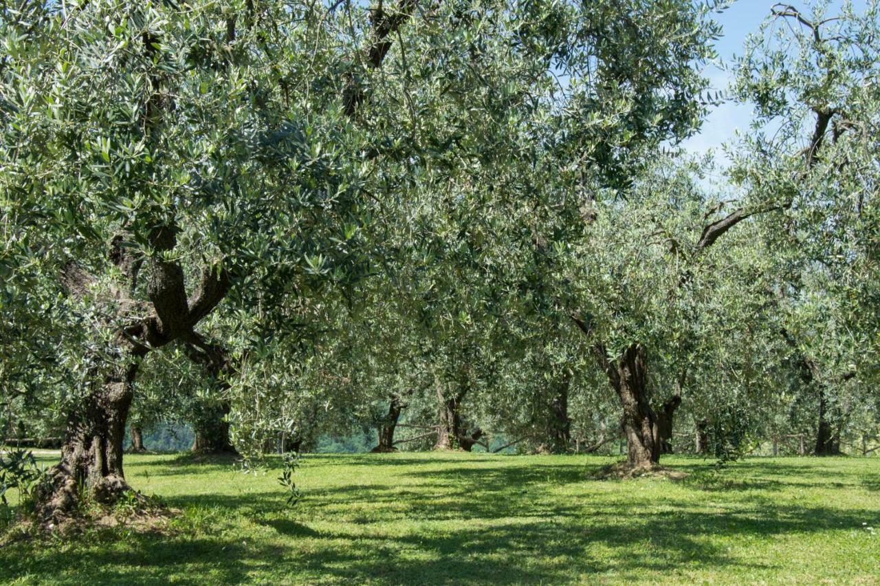 Agriturismo Podere La Casa Palaia Dış mekan fotoğraf